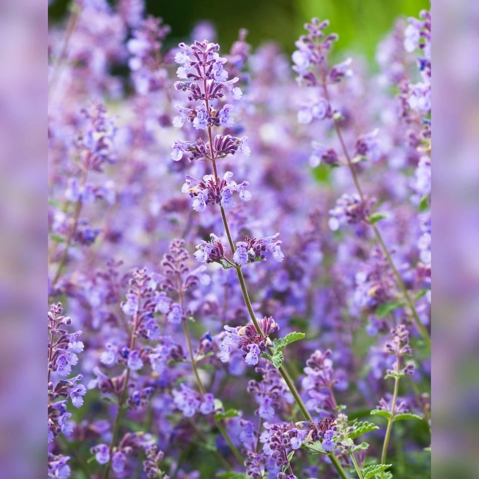 Close view of soft purple Nepeta ‘Walker’s Low’ flowers on slender stems.