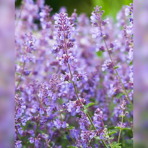 Close view of soft purple Nepeta ‘Walker’s Low’ flowers on slender stems.