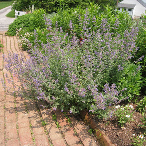 Spreading Nepeta ‘Walker’s Low’ forming a lavender-flowered mound beside a brick path.