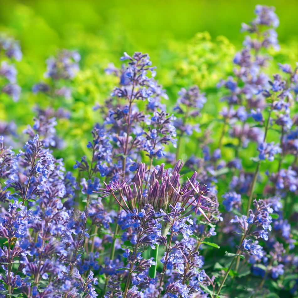 Dense blue-purple Nepeta ‘Walker’s Low’ flower spikes among silvery aromatic leaves.