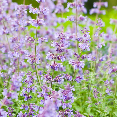 Airy lavender-blue flower spikes of Nepeta ‘Walker’s Low’ above grey-green foliage.