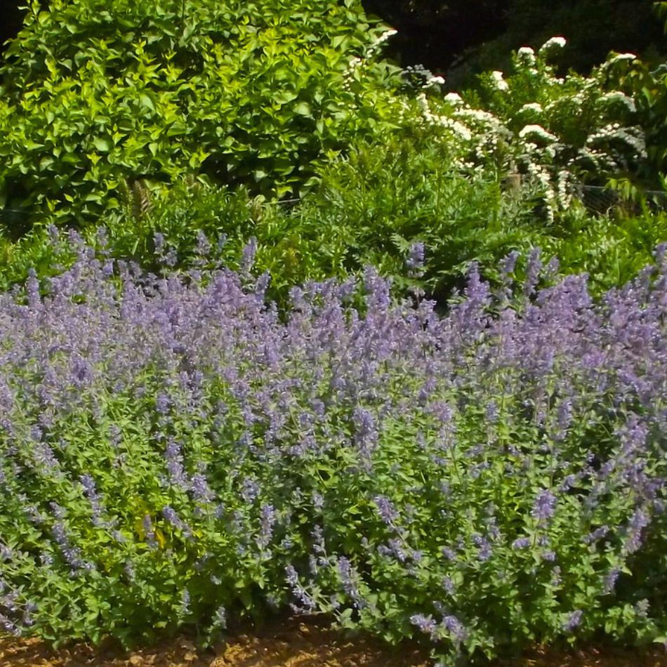 Mature Nepeta ‘Six Hills Giant’ massed with violet flowers in a sunny border.