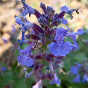 Close-up of blue-violet Nepeta ‘Six Hills Giant’ flowers with darker spotted throats.