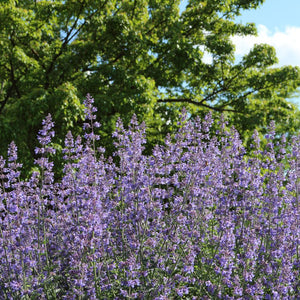 Broad drift of Nepeta ‘Six Hills Giant’ carrying tall lavender-blue flower spikes.