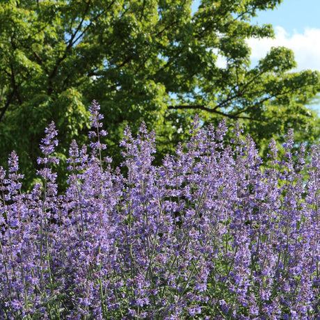 Broad drift of Nepeta ‘Six Hills Giant’ carrying tall lavender-blue flower spikes.