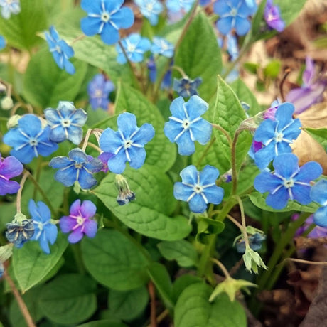 Omphalodes cappadocica ‘Cherry Ingram’