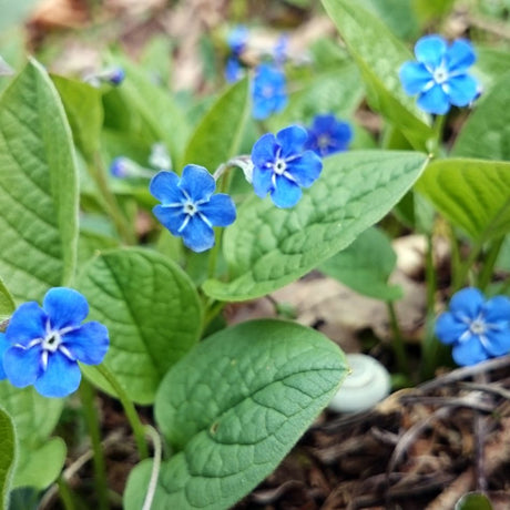 Small vivid blue Omphalodes ‘Cherry Ingram’ flowers above broad textured leaves.