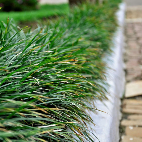 Ophiopogon japonicus forming a neat grassy border beside a brick path.