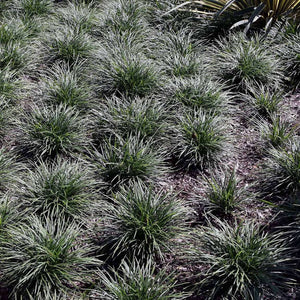 Ophiopogon japonicus