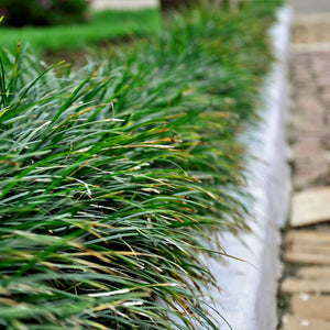 Ophiopogon japonicus