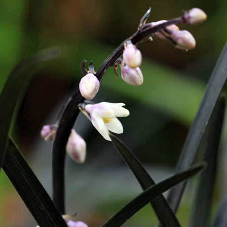 Tiny pale pink Ophiopogon planiscapus ‘Nigra’ flowers among dark purple-black leaves.
