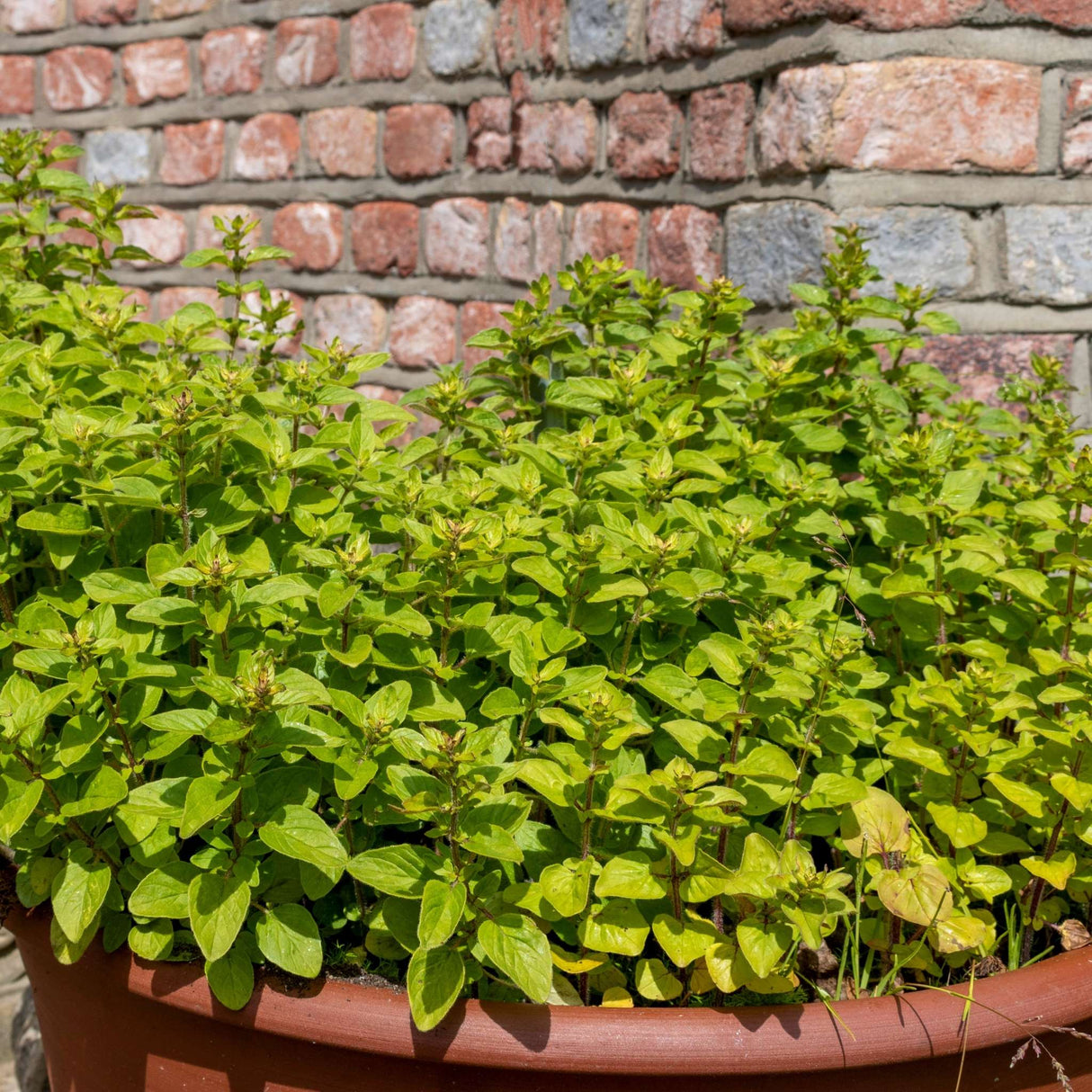 Origanum vulgare