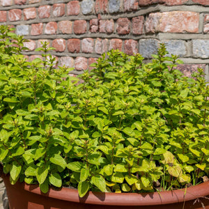 Origanum vulgare