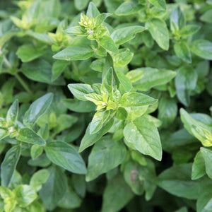 Origanum vulgare