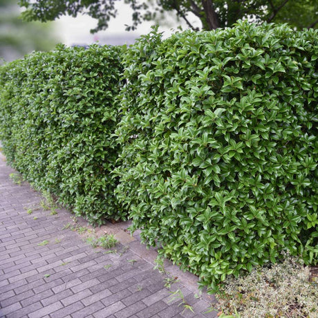 Osmanthus × fortunei