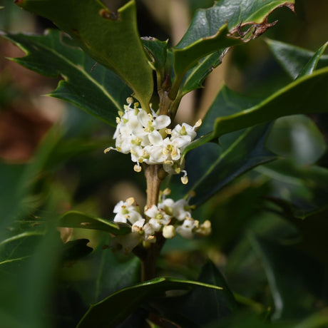 Creamy flower clusters tucked among the leathery spiny leaves of Osmanthus heterophyllus.