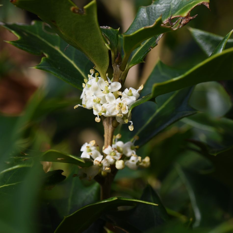 Osmanthus heterophyllus