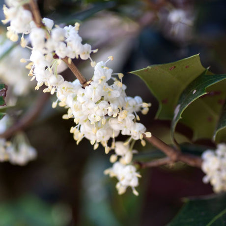 Small white Osmanthus heterophyllus flowers opening beside glossy dark green leaves.