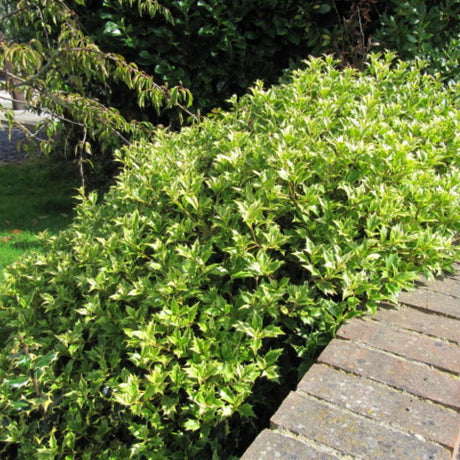 Rounded Osmanthus ‘Goshiki’ shrub with dense variegated evergreen foliage beside paving.