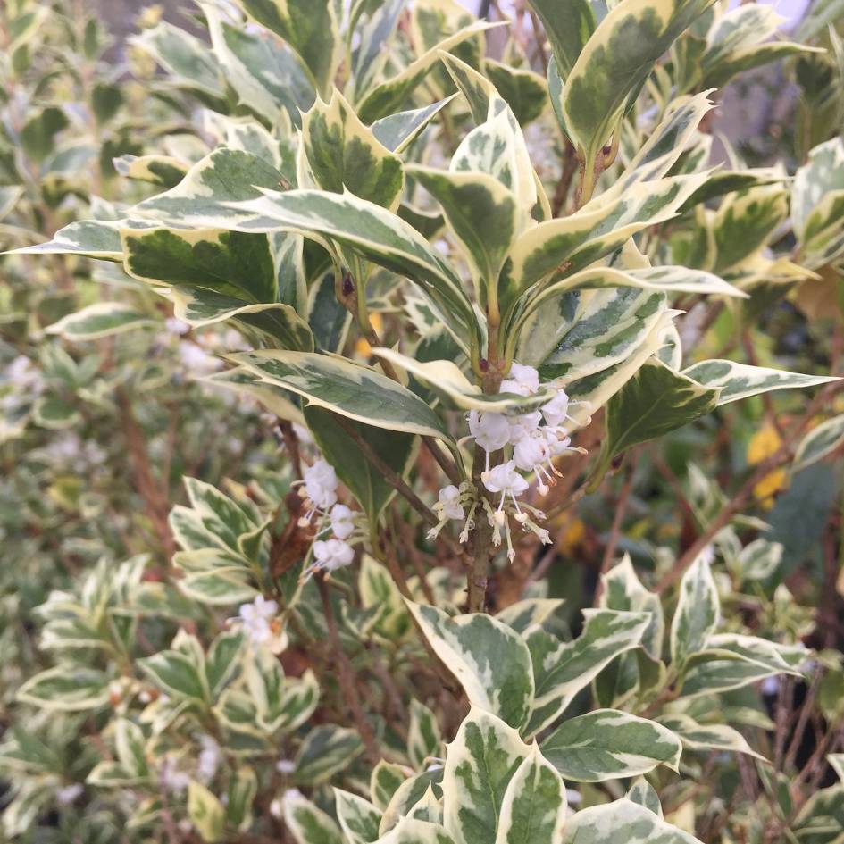 Osmanthus heterophyllus ‘Goshiki’