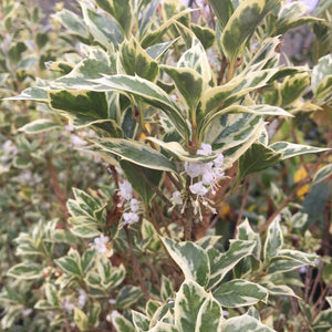 Osmanthus heterophyllus ‘Goshiki’
