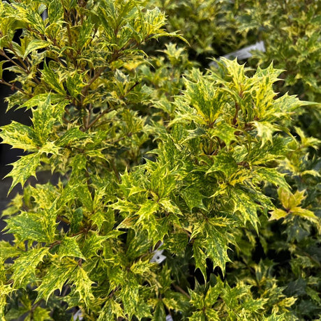 Close view of spiny Osmanthus ‘Goshiki’ leaves mottled green, gold and cream.