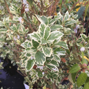 Osmanthus heterophyllus ‘Goshiki’