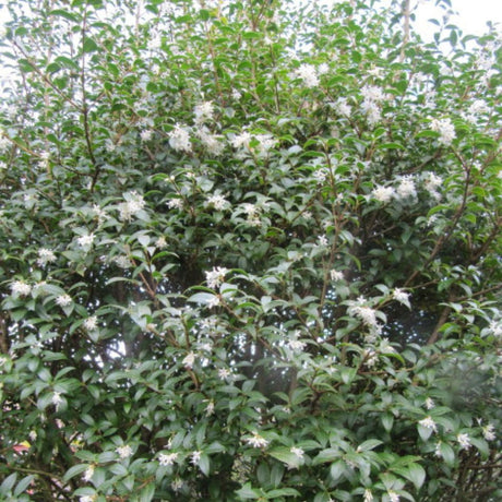 Large bushy Osmanthus × burkwoodii shrub covered in scattered white blossom.