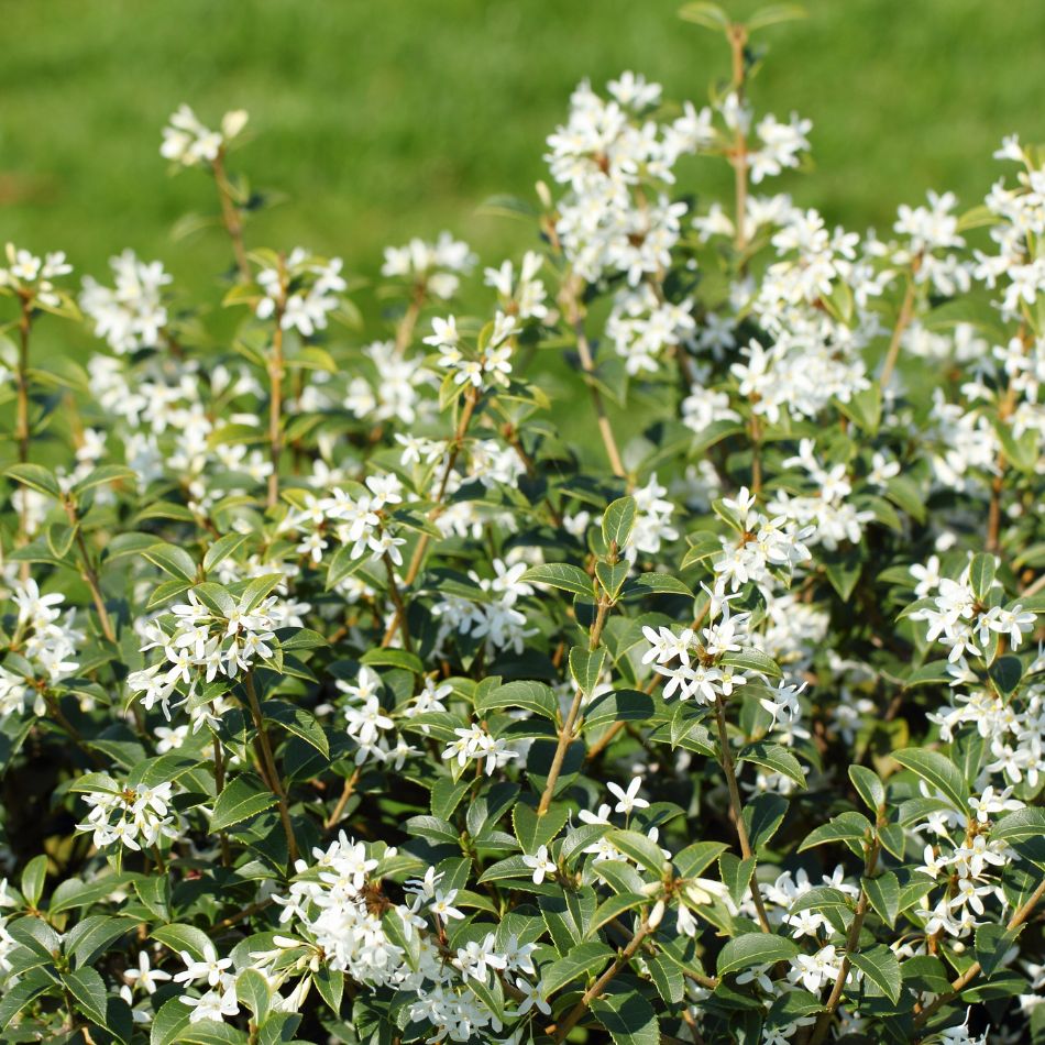 Dense Osmanthus × burkwoodii foliage carrying masses of small white flowers.