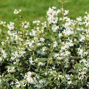 Dense Osmanthus × burkwoodii foliage carrying masses of small white flowers.