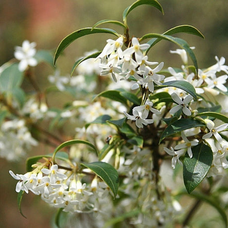 Close-up of creamy white Osmanthus × burkwoodii flowers among narrow glossy leaves.