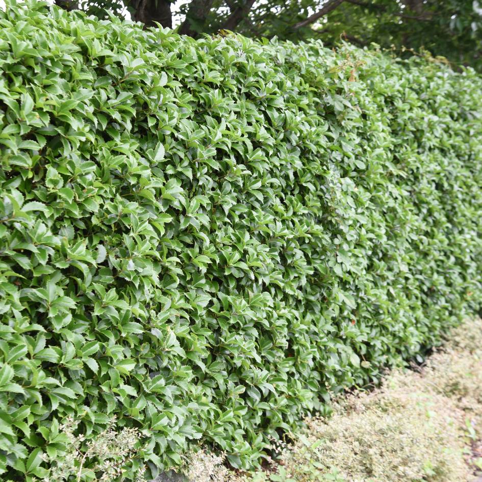 Close-up of fresh and mature Osmanthus × fortunei leaves on woody stems.