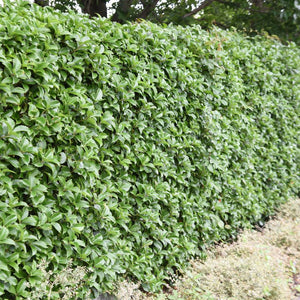 Close-up of fresh and mature Osmanthus × fortunei leaves on woody stems.