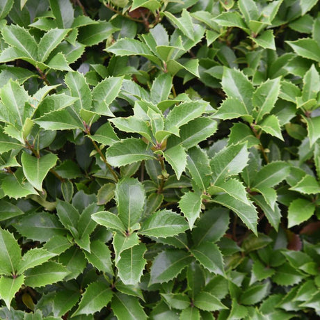 Dense Osmanthus × fortunei shrub covered in glossy dark green leaves.