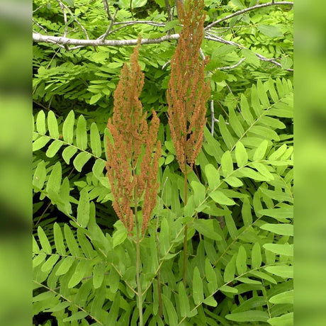 Brown fertile fronds of royal fern hanging above broad green leaflets.