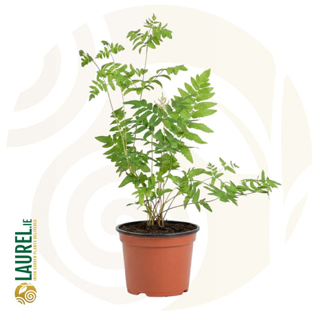 Illustration of a young royal fern in a terracotta nursery pot.