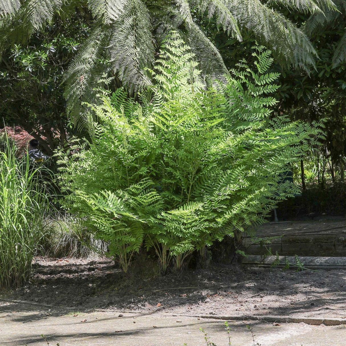 Osmunda regalis ‘Purpurascens’