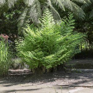 Osmunda regalis ‘Purpurascens’