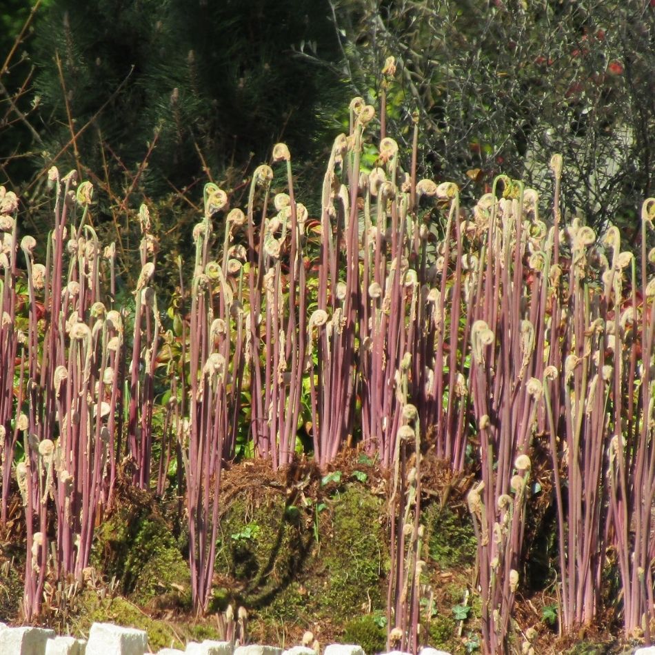 Osmunda regalis