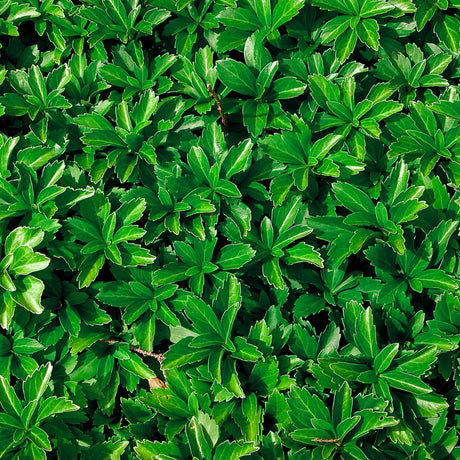 Dense groundcover of glossy dark green Pachysandra ‘Green Sheen’ foliage.