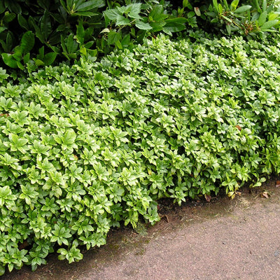 Dense carpet of glossy green Pachysandra terminalis groundcover.