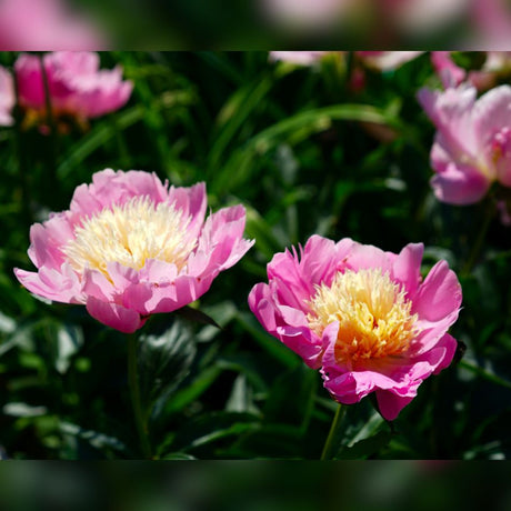 Paeonia lactiflora ‘Bowl of Beauty’