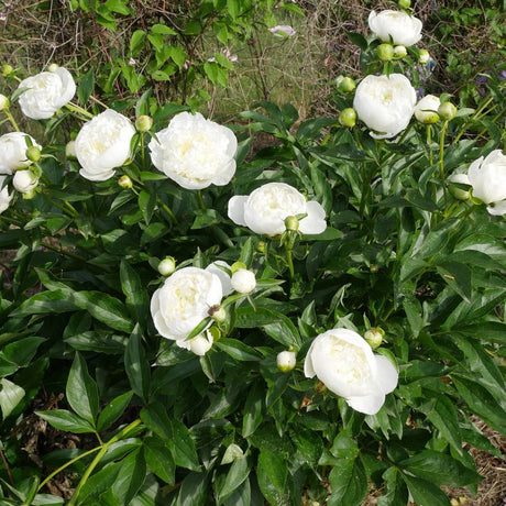 Paeonia lactiflora ‘Duchesse de Nemours’