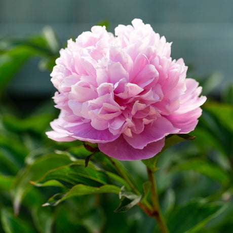 Paeonia lactiflora ‘Sarah Bernhardt’