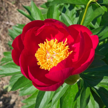 Paeonia ‘Scarlet O’Hara’