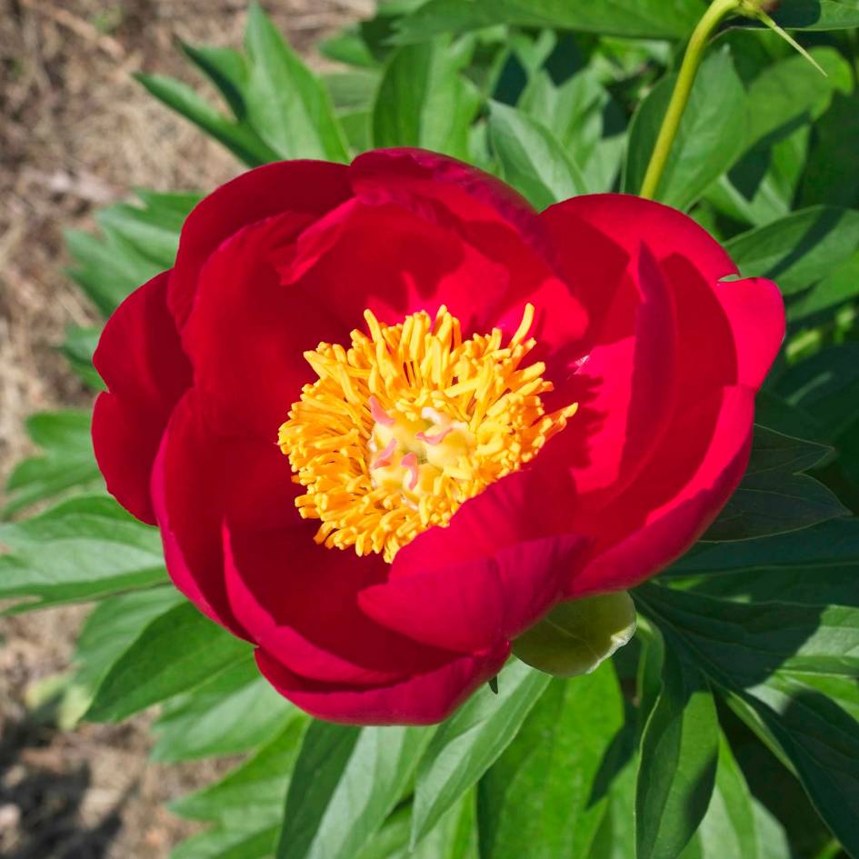 Close-up of a velvety red Paeonia ‘Scarlet O’Hara’ flower with golden stamens.