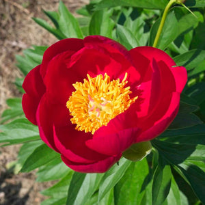 Close-up of a velvety red Paeonia ‘Scarlet O’Hara’ flower with golden stamens.