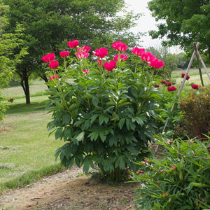 Mature Paeonia ‘Scarlet O’Hara’ plant carrying numerous red blooms in a garden.