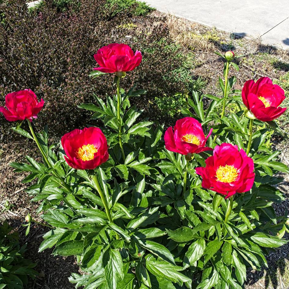 Several cup-shaped red Paeonia ‘Scarlet O’Hara’ flowers above deep green foliage.