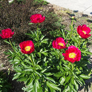 Several cup-shaped red Paeonia ‘Scarlet O’Hara’ flowers above deep green foliage.
